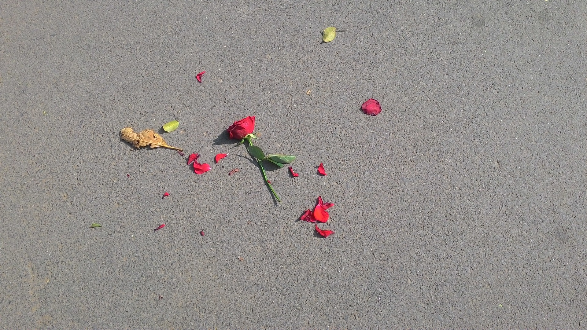 rose thrown on the ground